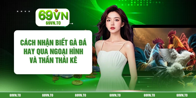 Cách Nhận Biết Gà Đá Hay Qua Ngoại Hình Và Thần Thái Kê